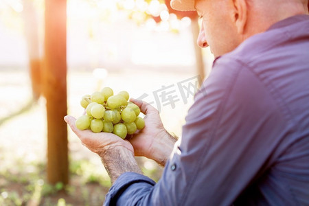 一名男子在葡萄园里拿着葡萄。葡萄园里握着葡萄的男人手