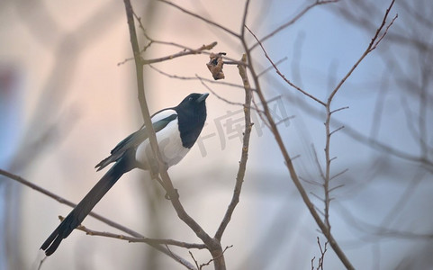 树枝颤动摄影照片_冬天树枝上的喜鹊鸟