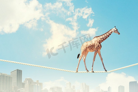 滑稽表演摄影照片_长颈鹿在绳子上行走。长颈鹿在高高的绳索上行走的画面