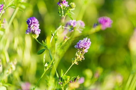 田野里的花新鲜和草花在绿色的夏季领域