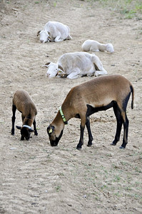 育成摄影照片_塔拉斯康奈和喀麦隆绵羊在干旱的土地上