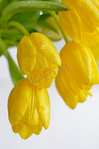 春天的黄色郁金香带着露珠
