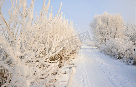 乡村道路上覆盖着积雪，结了霜的树