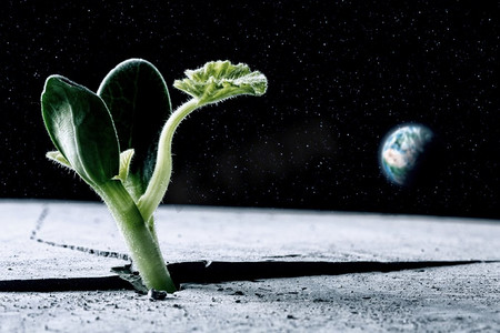 月球上有生命吗？从月球表面的裂缝中长出的绿色植物。这张图片的要素由美国宇航局提供