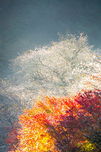 丰田赛那摄影照片_名古屋，小原。樱花开秋景。柴仓樱花在春天开一次，在秋天开一次。