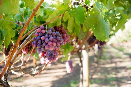 红葡萄摄影照片_葡萄园里的红葡萄。葡萄园里成熟的红葡萄