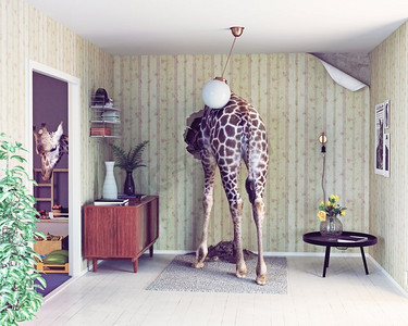 客厅里的长颈鹿。有创意的概念。照片和CG元素的组合