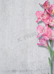 粉色百合在水泥墙的背景上，质感，自由的地方。