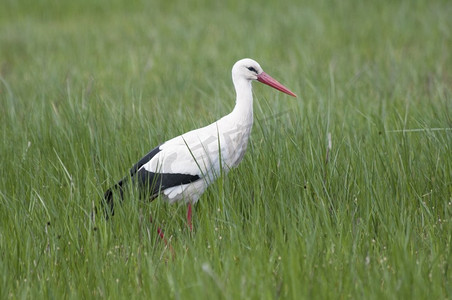 白鹤在草地上觅食