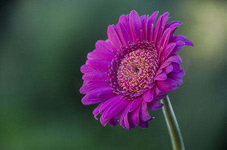 非洲菊花的研究