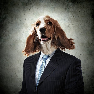 一只穿着西装的狗的滑稽肖像.