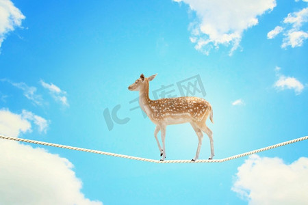 滑稽表演摄影照片_鹿在绳子上行走。鹿在高高的空中绳索上行走的画面