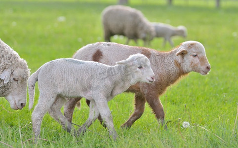 春天田野阳光摄影照片_春天田野里的小羊羔和小绵羊