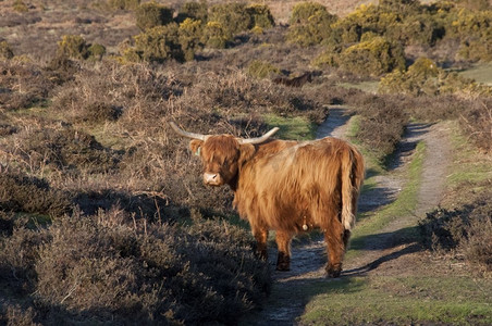 高地奶牛在新森林里自由漫游