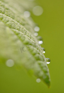 精华液滴摄影照片_带着雨滴的树叶