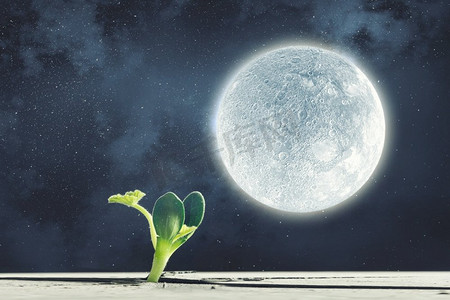 月球上有生命吗？从月球表面的裂缝中长出的绿色植物
