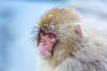 日本温泉摄影照片_日本中野温泉温泉地狱丹公园的日本雪猴猕猴