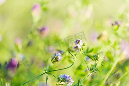 春天绿意摄影照片_田野里的鲜花。绿意盎然的夏日田野里鲜花和草花