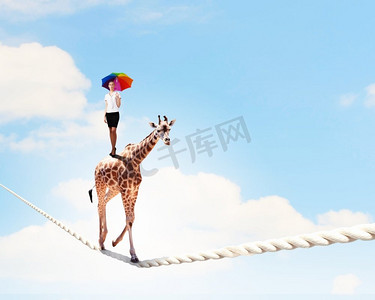漫画女摄影照片_长颈鹿在绳子上行走。长颈鹿在高高的绳索上行走的画面