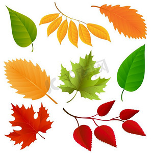 秋天的颜色叶子设置。秋天的颜色叶子设置孤立在白色背景。矢量插图
