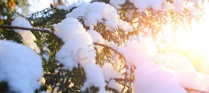 夕阳西下，雪白的树枝。夕阳西下的雪冬圣诞树树枝