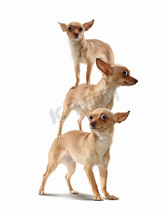 三只滑稽的狗金字塔.