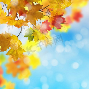 红色和黄色的叶子对明亮的蓝天。散景效果。
