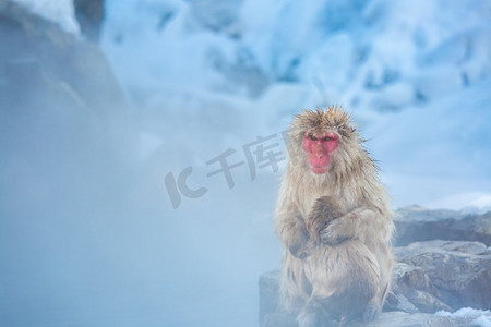 日本温泉摄影照片_日本中野温泉温泉地狱丹公园的日本雪猴猕猴