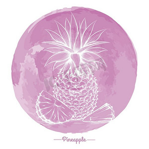 水彩粉色圈上的菠萝。手绘菠萝水彩粉色圆圈背景向量