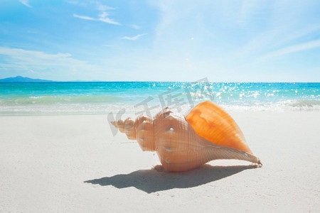 旅行海滩摄影照片_海滩上的贝壳。热带海滩，有巨大的软体动物贝壳