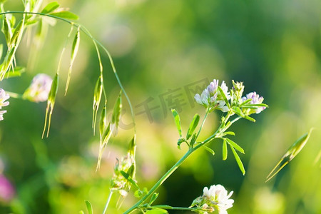 春天绿意摄影照片_田野里的鲜花。绿意盎然的夏日田野里鲜花和草花