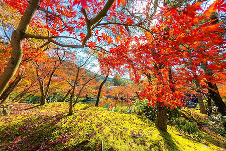 在美丽的秋天公园里，秋天的树叶有黄色、橙色和红色。