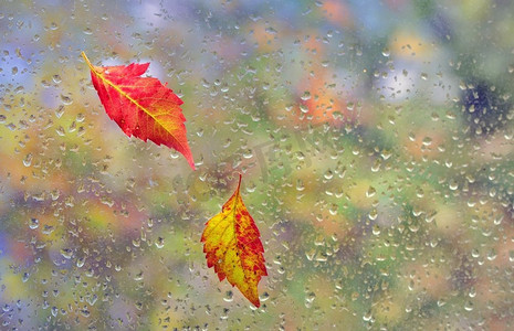树叶粘在窗户上，雨点落下