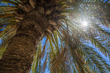 耀眼光芒摄影照片_阳光透过热带棕榈树发出耀眼的光芒
