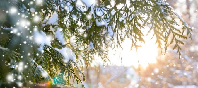 雪花圣诞树摄影照片_夕阳西下，雪白的树枝。多雪的冬季圣诞树树枝，落日时挂满雪花