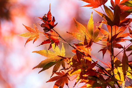 轻盈步伐摄影照片_在美丽的秋天公园里，秋天的树叶有黄色、橙色和红色。