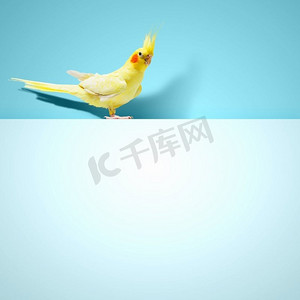 鹦鹉壁纸摄影照片_鹦鹉坐在空白的横幅上。鹦鹉坐在空白的横幅上。文本的位置