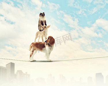 狗在绳子上保持平衡。西班牙猎犬在绳子上保持平衡的图像