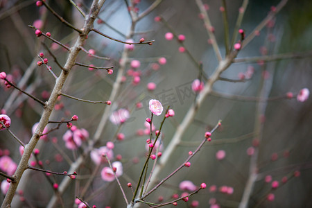 春天花朵枝条风景梅花