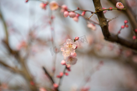 白枝条摄影照片_自然花朵枝条春天梅花