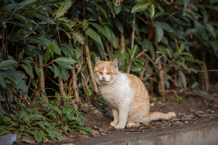 橘白橘猫猫咪动物可爱