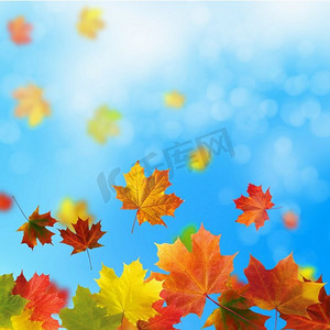红色和黄色的叶子对明亮的蓝天。散景效果。
