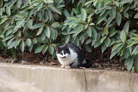 奶牛猫黑白野猫动物可爱