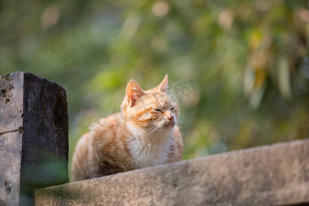 流浪动物摄影照片_橘猫猫咪动物活泼可爱