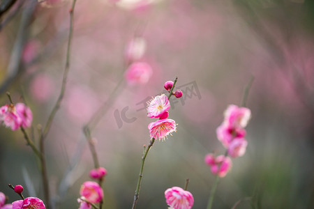 梅花粉色摄影照片_春天梅花自然风景花瓣