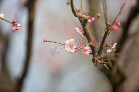 白枝条摄影照片_枝条梅花春天特写花朵