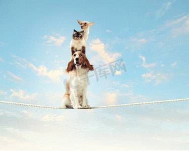 西班牙猎犬摄影照片_狗在绳子上保持平衡。图像的西班牙猎犬平衡的绳子