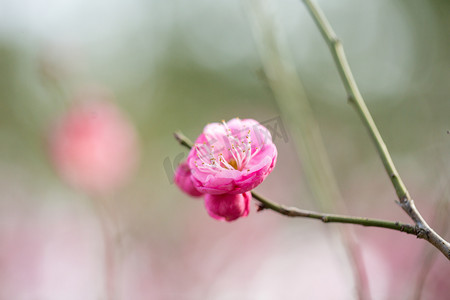 春天花苞摄影照片_春天生机梅花花苞花瓣