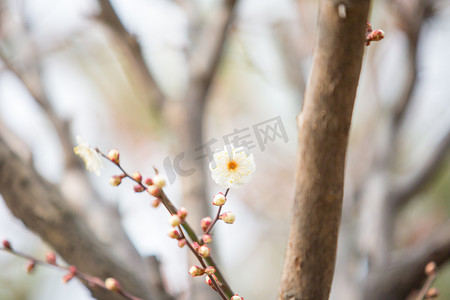 白枝条摄影照片_枝条梅花花朵自然春天