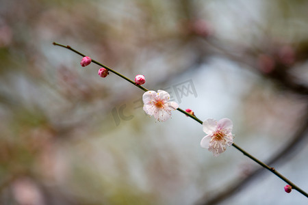 花朵花瓣枝条风景自然